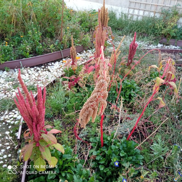 photo5974214717947885302 768x768