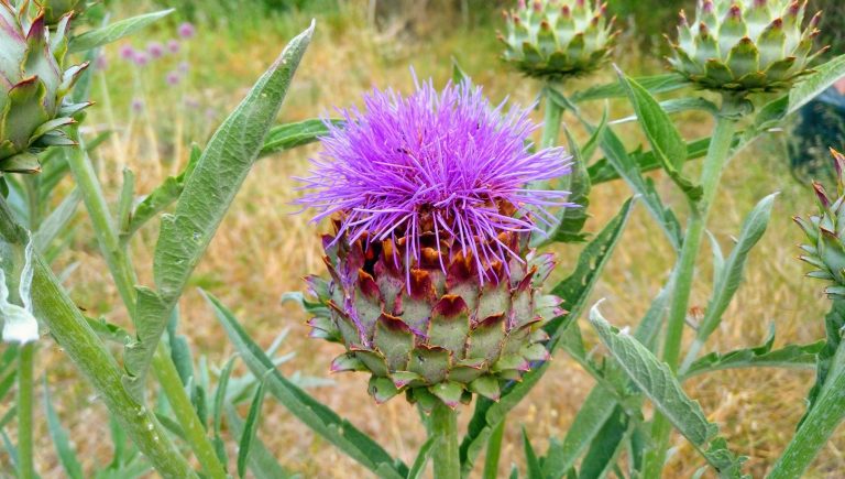 IMG 20190625 195824 273 EFFECTS  768x435